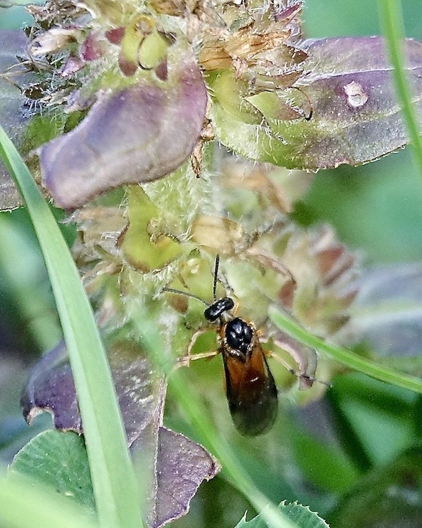 sawfly
